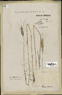 spécimen de Triticum durum