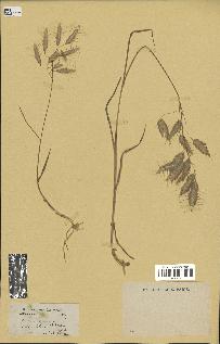 spécimen de Bromus squarrosus