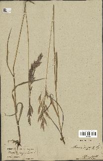 spécimen de Bromus ciliatus
