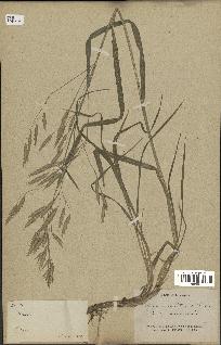 spécimen de Bromus ciliatus