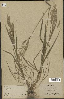 spécimen de Bromus ciliatus