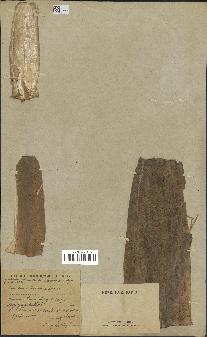 spécimen de indet.
