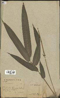 spécimen de indet.