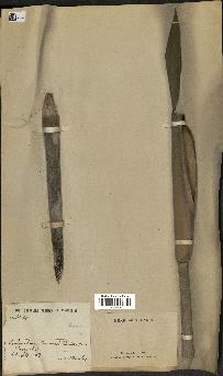 spécimen de indet.