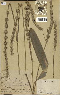 spécimen de indet.