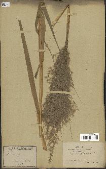spécimen de Saccharum officinarum