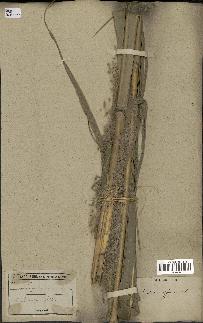 spécimen de Saccharum officinarum