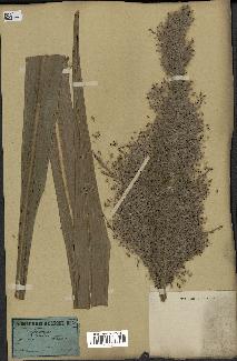 spécimen de Saccharum officinarum