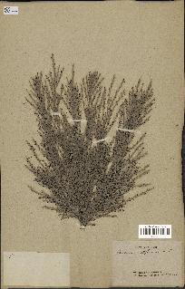 spécimen de Saccharum officinarum