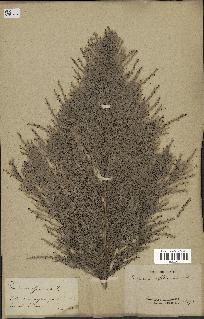 spécimen de Saccharum officinarum