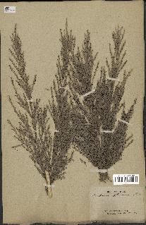 spécimen de Saccharum officinarum