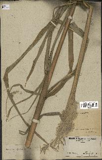 spécimen de Saccharum officinarum