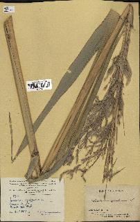 spécimen de Saccharum officinarum
