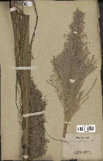 spécimen de Saccharum officinarum