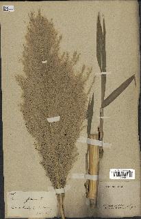 spécimen de Saccharum officinarum