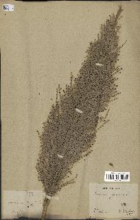 spécimen de Saccharum officinarum