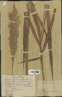 spécimen de Saccharum officinarum