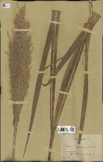 spécimen de Saccharum officinarum