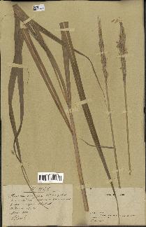 spécimen de Saccharum officinarum