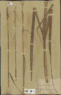 spécimen de Saccharum officinarum