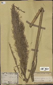 spécimen de Saccharum officinarum