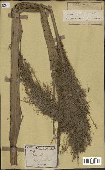 spécimen de Saccharum officinarum