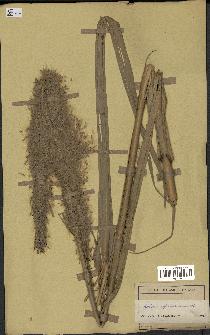 spécimen de Saccharum officinarum