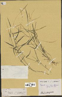 spécimen de Brachiaria eruciformis
