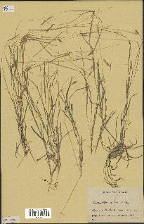 spécimen de Bothriochloa pertusa
