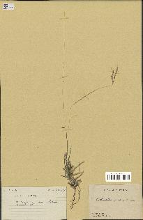 spécimen de Bothriochloa pertusa