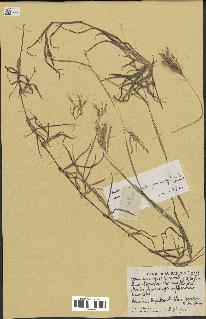 spécimen de Bothriochloa pertusa