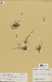 spécimen de Bothriochloa pertusa