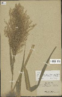 spécimen de Miscanthus floridulus