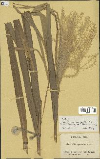 spécimen de Miscanthus floridulus