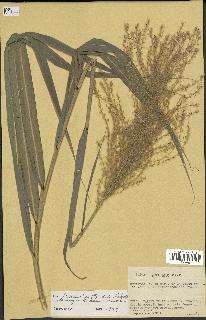 spécimen de Miscanthus floridulus