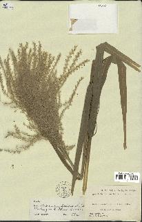 spécimen de Miscanthus floridulus