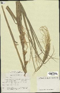 spécimen de Miscanthus floridulus