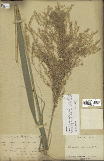 spécimen de Miscanthus floridulus