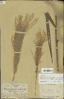 spécimen de Miscanthus floridulus