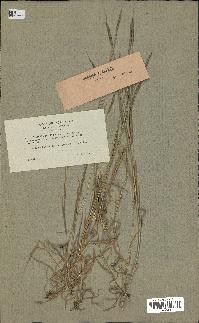 spécimen de Aegilops ventricosa