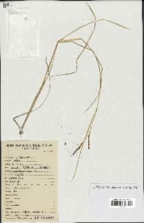 spécimen de Oryza sativa