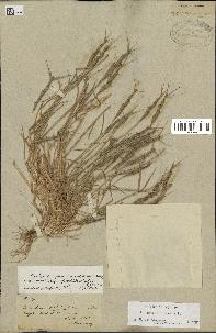 spécimen de Aegilops triuncialis