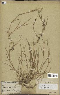 spécimen de Aegilops triuncialis