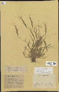 spécimen de Aegilops triuncialis