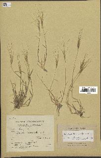 spécimen de Aegilops triuncialis