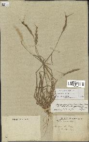 spécimen de Aegilops triuncialis