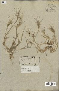 spécimen de Aegilops triuncialis