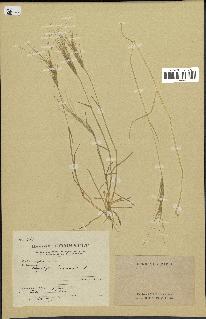 spécimen de Aegilops triuncialis