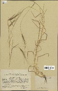 spécimen de Aegilops triuncialis