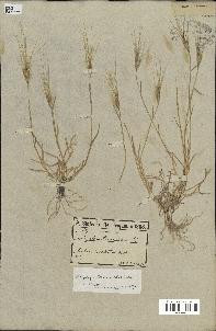 spécimen de Aegilops triuncialis